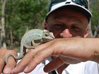 Terres Rouges - chameleon