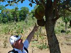 Terres Rouges - jackfruit