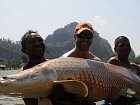 arapaima