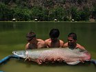 arapaima 70 kg