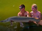 kostlin severoamerický - alligator gar