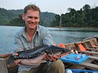 hadohlavec červený - giant snakehead