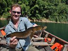 hadohlavec paskovany - striped snakehead