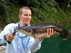 hadohlavec červený - giant snakehead