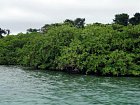 pobrezi Karibiku - mangrovy v Bocas del Toro