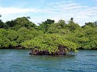pobrezi Karibiku - mangrovy v Bocas del Toro