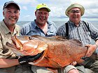 chnapal - cubera snapper