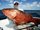 chnapal - cubera snapper