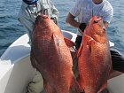 chnapali 25 a 29 kg - cubera snapper