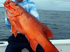 chnapal - red snapper uloveny na jig