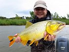 dorado 60 cm ulovena na privlac