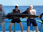 unorovy plachetnik - sailfish