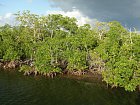 porosty mangrovu v melcinach