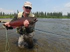 losos cavyca - king salmon 75 cm
