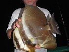 netopyrnik - batfish, vecerni ulovek