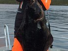 halibut 129 cm, 27 kg