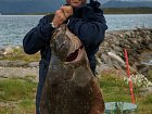 halibut 104 cm, 13,4 kg - zari v Larseng