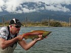 losos nerka - sockeye salmon