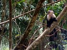 opice u jidelny v Rio Indio