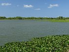 laguna s porosty hyacintu u Rio Indio