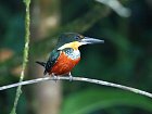 lednacek - kingfisher