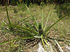 ananas na domorodem policku