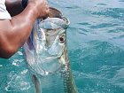 tarpon delky 135 cm