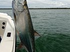 tarpon delky 130 cm uloveny na streamer