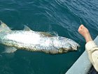 zdolany tarpon delky 135 cm, resp. 150 cm