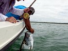 tarpon delky 130 cm uloveny na streamer