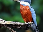 lednak - kingfisher