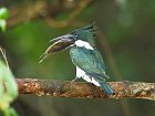 lednacek - kingfisher
