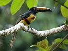 aracari