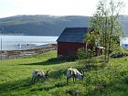 sobi na brehu fjordu