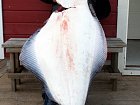 halibut 142 cm, 38 kg