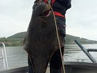 halibut 125 cm, 24 kg