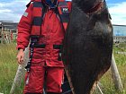 cervencovy halibut 150 cm, 42 kg