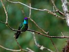 kolibrik z mlzneho lesa