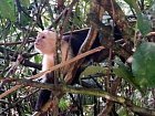 malpa kapucinska je beznym primatem kostarickych lesu