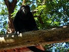 vrestan - howley monkey v zahrade u hotelu
