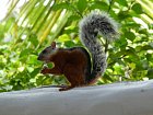 veverka promenliva (Sciurus variegatoides), casty navstevnik hotelovych zahrad