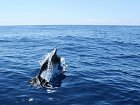 delfini se obcas prijedou podivat na rybare