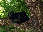 vrestan - howley monkey na strome u hotelu