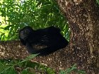 vrestan - howley monkey na strome u hotelu