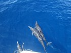 delfini si zvedave prohlizeji lode