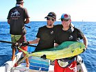 dorado - koryfena - mahimahi