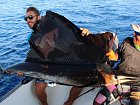 plachetnik - sailfish uloveny na trolling