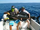 plachetnik - sailfish uloveny na trolling