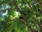 vrestani - howler monkey na strome nad recepci