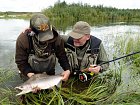 losos gorbusa - pink salmon uloveny v srpnu